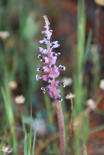 Carnation Viooltjie (Lachenalia suaveolens)