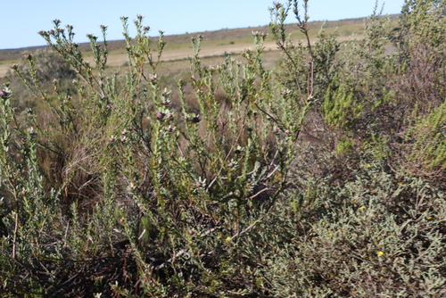Nieuwoudtville Conebush (Leucadendron remotum)