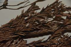 Herpotrichia juniperi