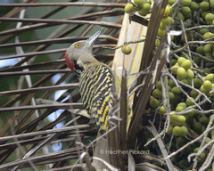 Melanerpes striatus