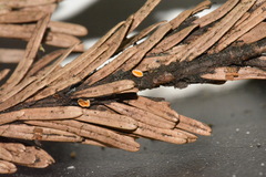 Herpotrichia juniperi