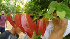 Discocalyx ponapensis