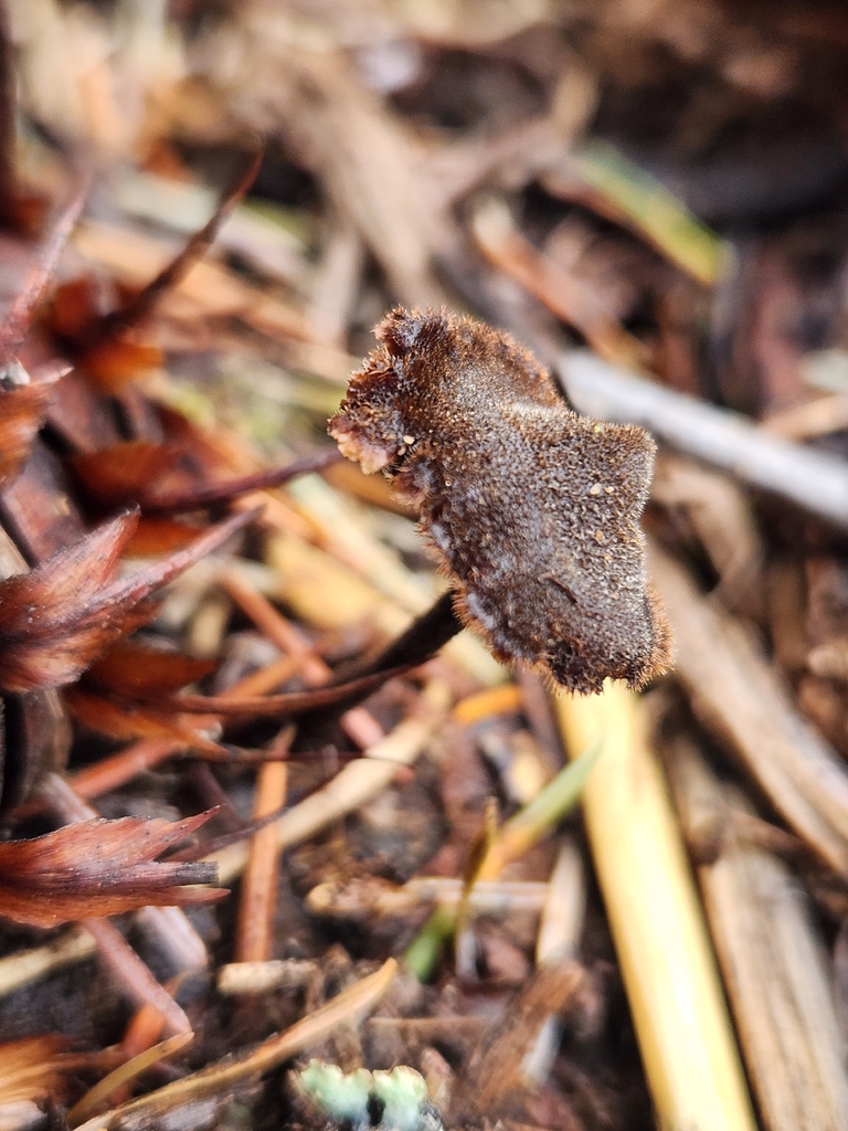 Auriscalpium vulgare · January 2026 · photo: © lytiic (iNaturalist, cc-by-nc)