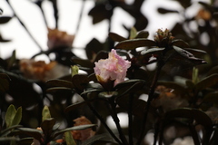 Rhododendron anthopogon