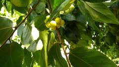 Discocalyx ponapensis