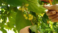 Discocalyx ponapensis