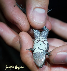 Gastrophryne elegans