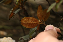 Rhododendron anthopogon