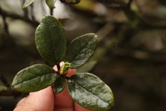 Rhododendron anthopogon