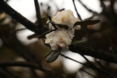 Rhododendron anthopogon