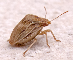 Ancyrosoma leucogrammes