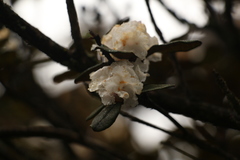 Rhododendron anthopogon