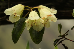Rhododendron campylocarpum