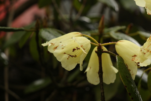 Image of Rhododendron campylocarpum by (c) Siddarth Machado, some rights reserved (CC BY)