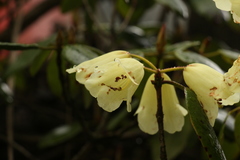 Rhododendron campylocarpum