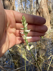 Spiranthes odorata, photograph (c) sblumen, some rights reserved (CC BY)