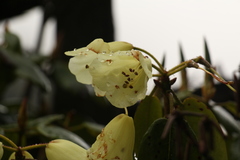 Rhododendron campylocarpum
