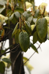 Rhododendron campylocarpum