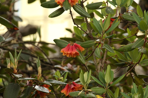 Rhododendron cinnabarinum, photograph 6