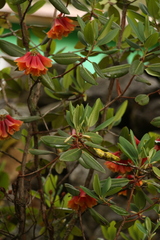Rhododendron cinnabarinum