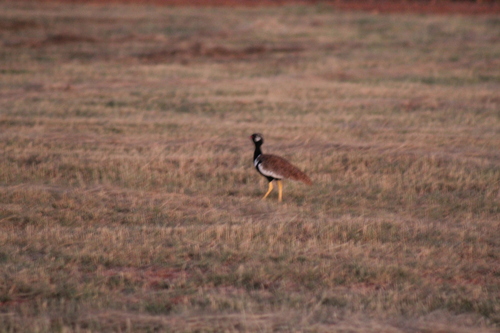 Northern Black Korhaan (Afrotis afraoides), photo 4