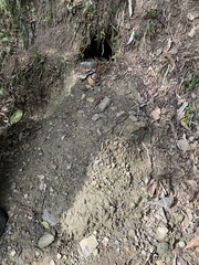 Manis pentadactyla pentadactyla