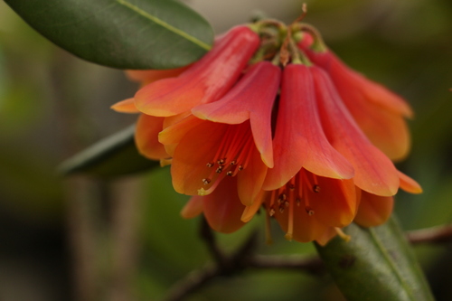 Rhododendron cinnabarinum, photograph 5