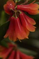 Rhododendron cinnabarinum
