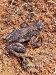 Nectophrynoides tornieri