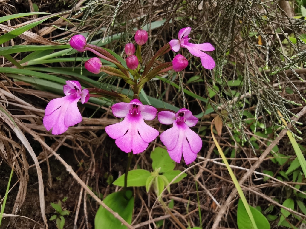 Cynorkis purpurascens