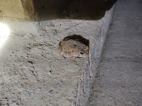 Eastern Flat-backed Toad