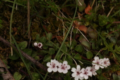 Lysimachia prolifera