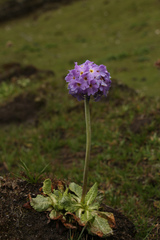 Primula denticulata