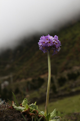 Primula denticulata