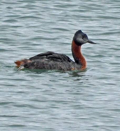 Great Grebe (Podiceps major), photo 8