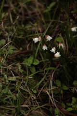 Cassiope fastigiata