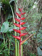 Heliconia uxpanapensis