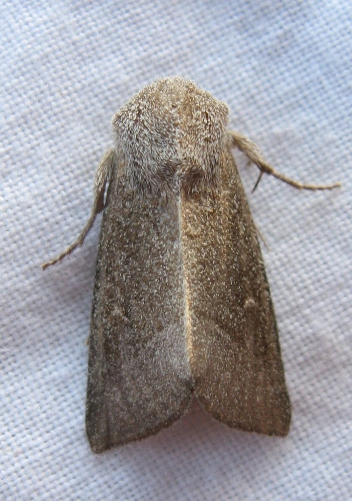 Blazing Star Stem Borer