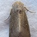 Liatris Borer Moth - Photo no rights reserved, uploaded by Matt Kenne