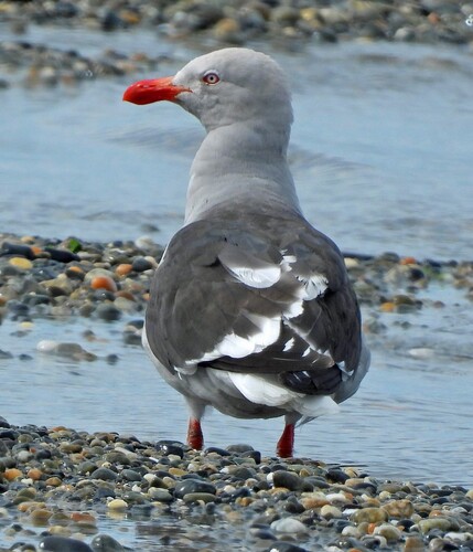 Dolphin Gull (Leucophaeus scoresbii), photo 5