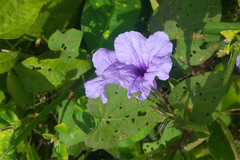 Ruellia simplex