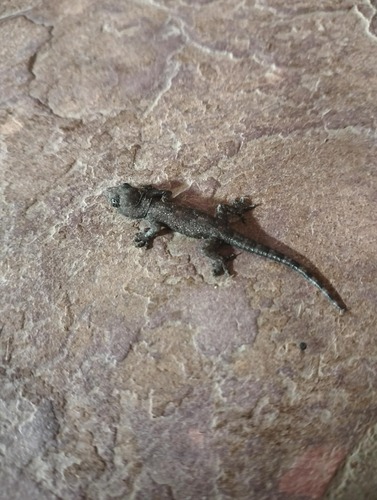 Tropical House Gecko