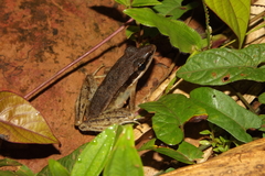 Indosylvirana nicobariensis