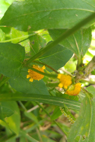 Acmella paniculata, photograph 4