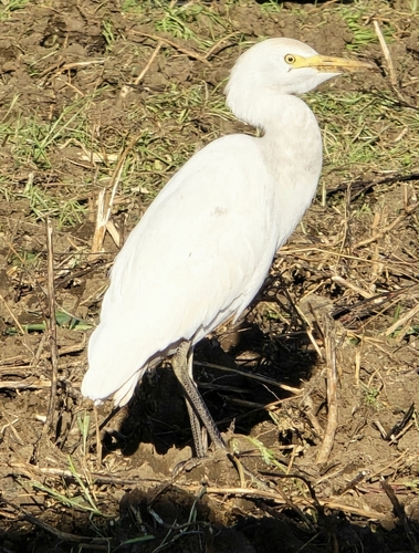 Western Cattle-Egret