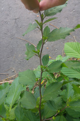 Angiospermae