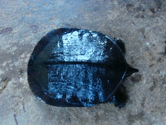 Amyda cartilaginea
