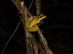 Polypedates macrotis