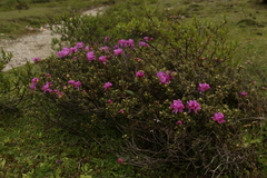 Rhododendron setosum