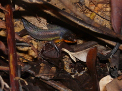 Eutropis rudis